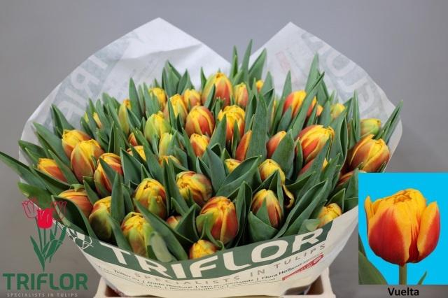 <h4>TU DU VUELTA</h4>