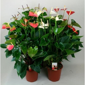 Anthurium   ...mix