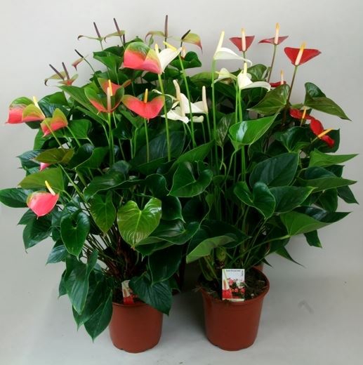 <h4>Anthurium   ...mix</h4>
