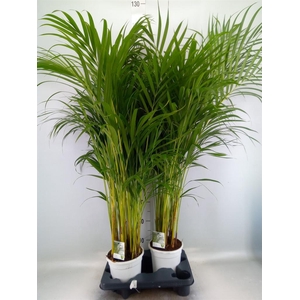 Dypsis lutescens   ...Chrysalidoca