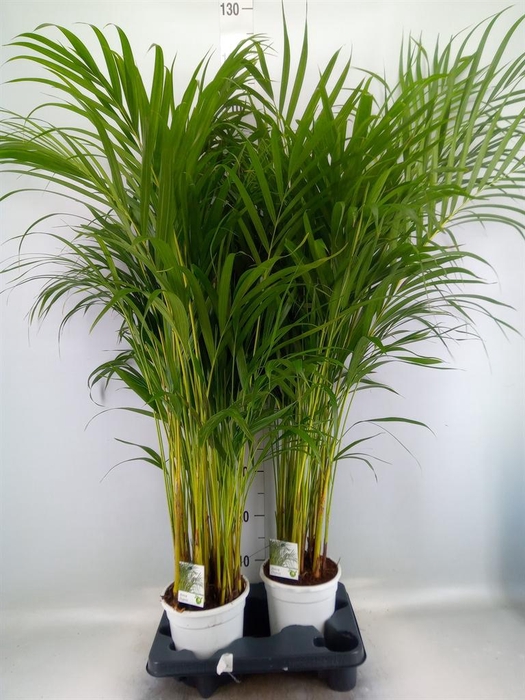 Dypsis lutescens   ...Chrysalidoca