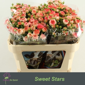 R tr Sweet Stars