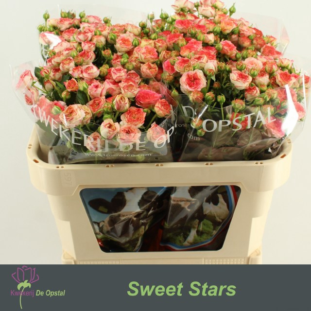 <h4>R tr Sweet Stars</h4>