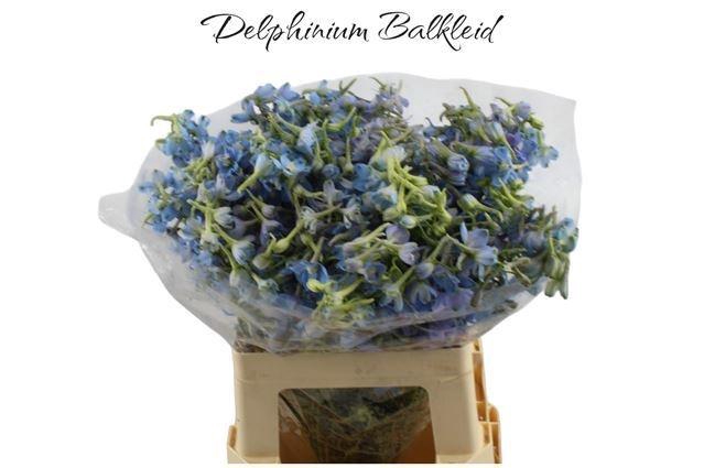 <h4>DELPH EN BALLKLEID</h4>