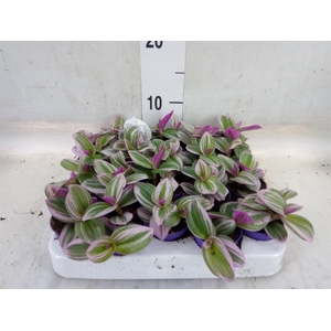 Tradescantia cerinth. 'Nanouk'