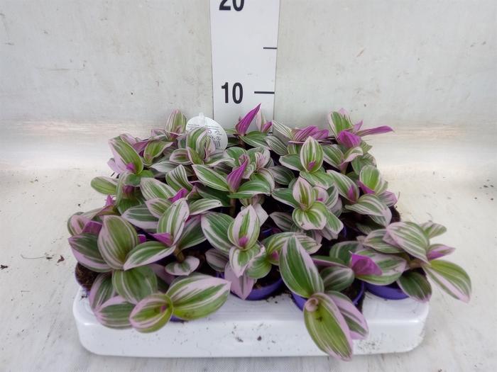 <h4>Tradescantia cerinth. 'Nanouk'</h4>
