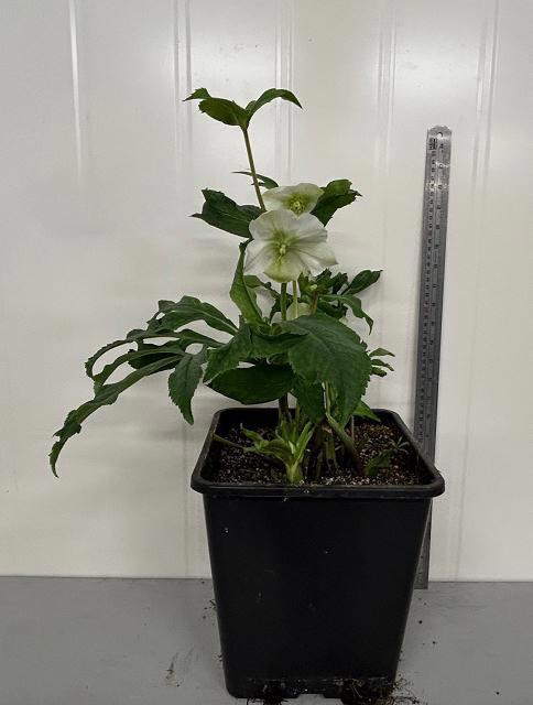 <h4>HELL ORIENTALIS</h4>