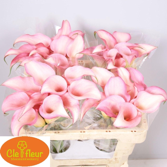 <h4>ZANT PINK DESIGN</h4>