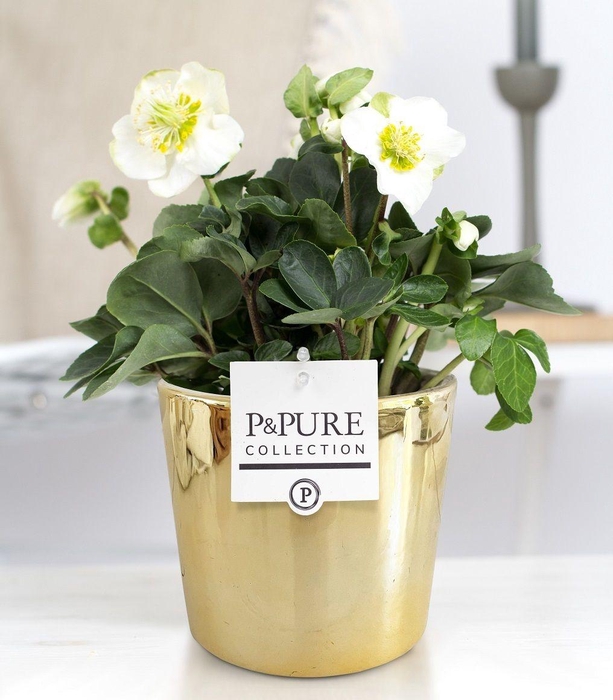 <h4>Helleborus "Xmas C." in P&PURE Laryssa ceramics shiny gold</h4>