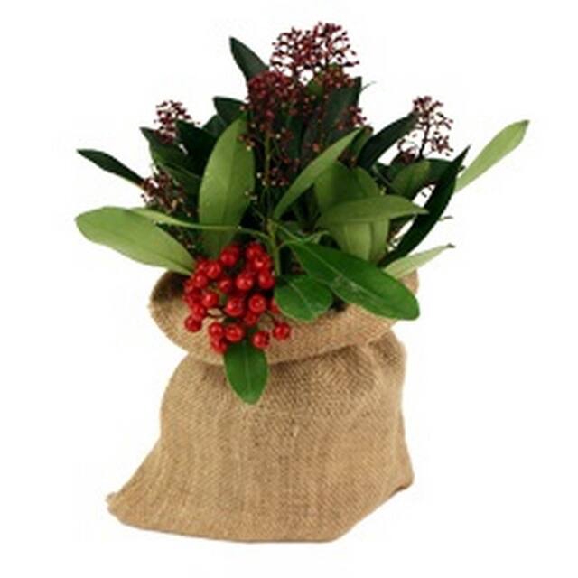 <h4>Jute zakje naturel 25xH28cm + trekkoord rood 25/pak</h4>