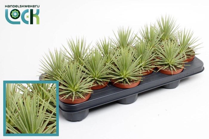 <h4>Agave Stricta 'Nana</h4>