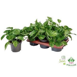 Epipremnum pinnatum Global Green 12Ø 20cm