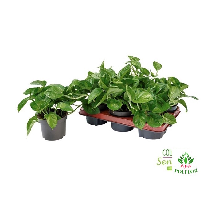 <h4>Epipremnum pinnatum Global Green 12Ø 20cm</h4>