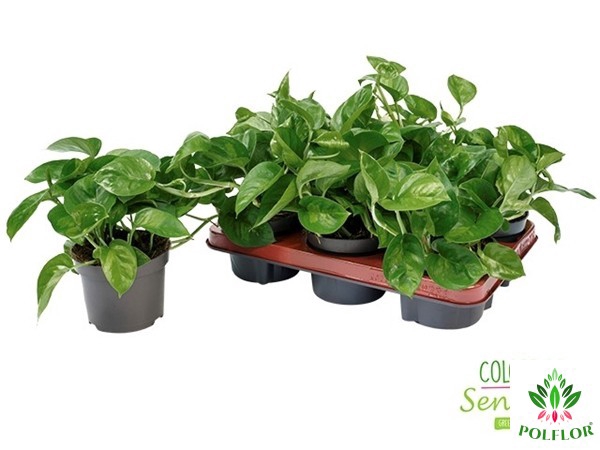 Epipremnum pinnatum Global Green 12Ø 20cm