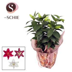 Oriental 19cm Bag VINTA Pink