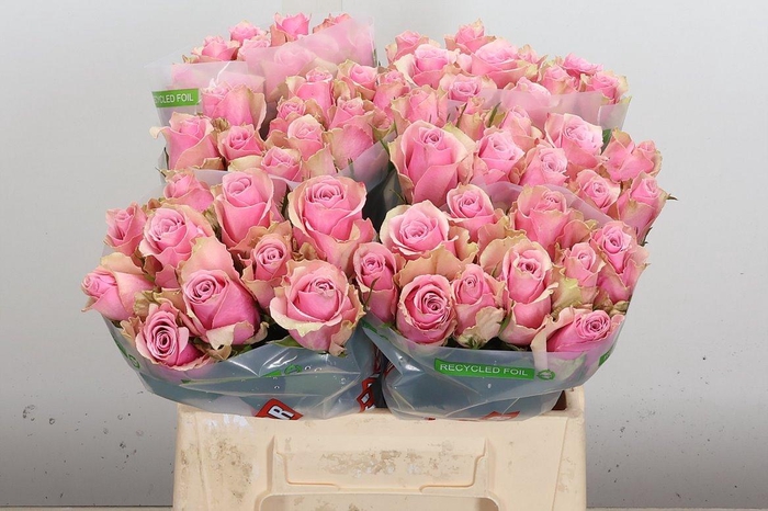 <h4>R Gr Athena Royale</h4>