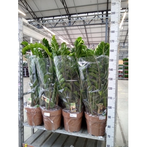 Zamioculcas zamiifolia