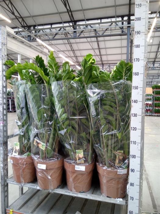 <h4>Zamioculcas zamiifolia</h4>