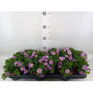 Calibrachoa  'Rave Violet'