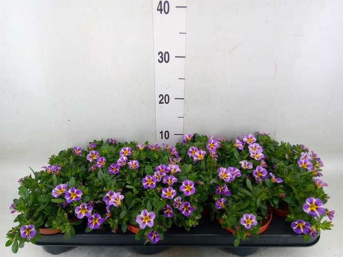 <h4>Calibrachoa  'Rave Violet'</h4>