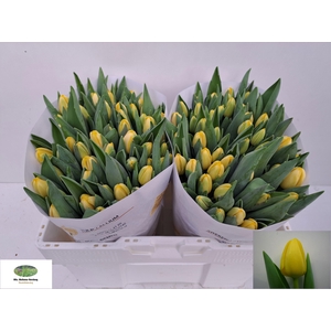 TU EN ANTARCTICA SUN