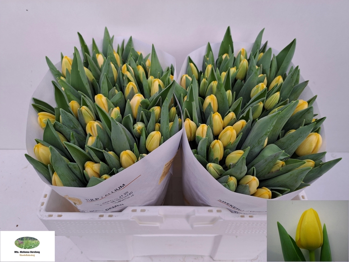 <h4>TU EN ANTARCTICA SUN</h4>