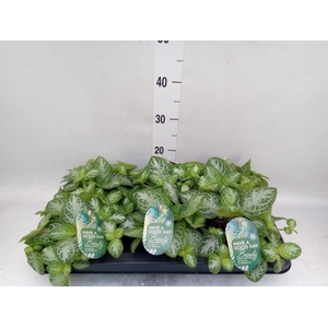 Episcia cupreata 'Minty Imp'