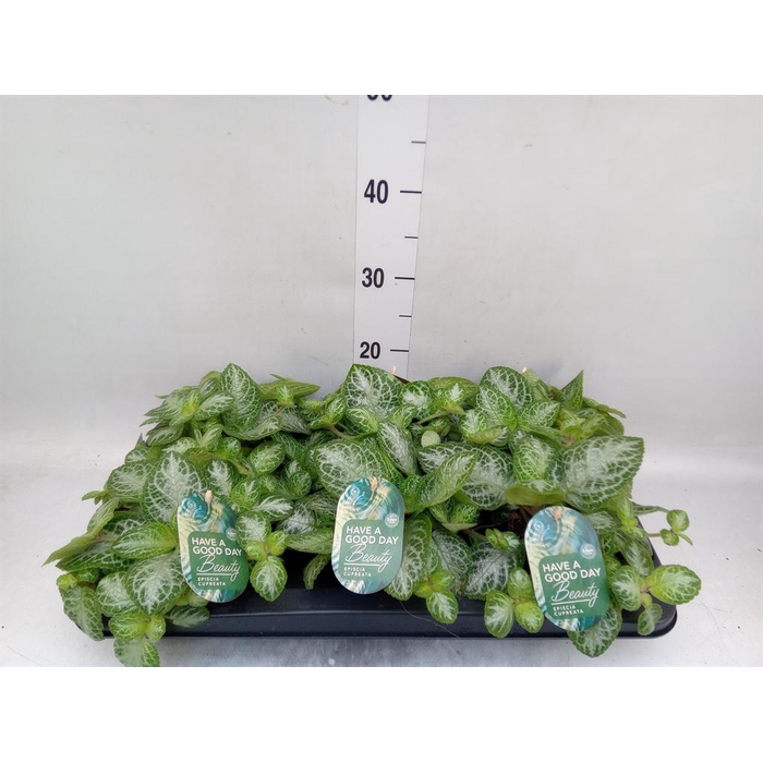 <h4>Episcia cupreata 'Minty Imp'</h4>