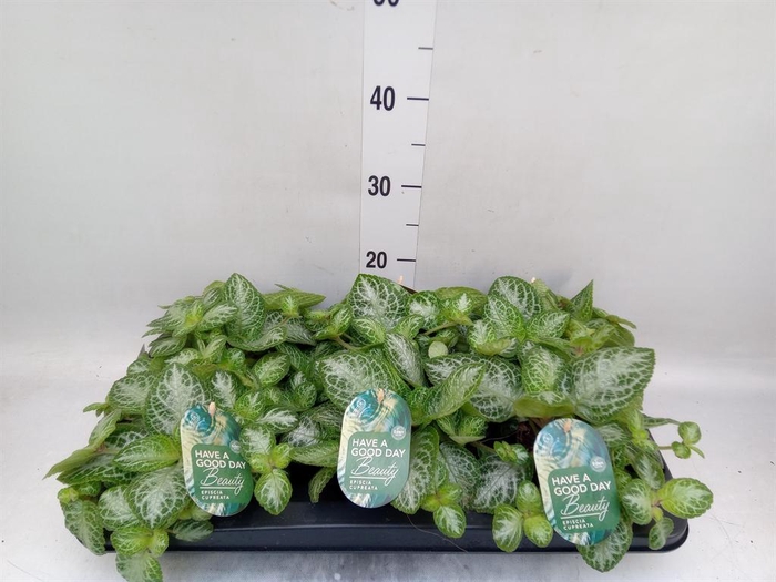 <h4>Episcia cupreata 'Minty Imp'</h4>