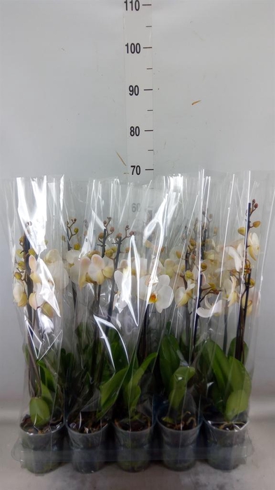 <h4>Phalaenopsis   ...</h4>