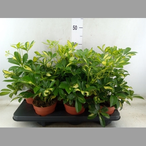 Schefflera arbor. 'Gerda'