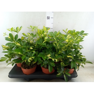 Schefflera arbor. 'Gerda'