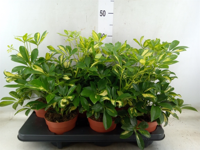 <h4>Schefflera arbor. 'Gerda'</h4>