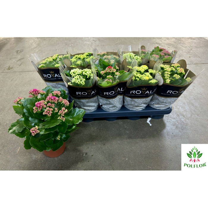 <h4>Kalanchoe ROYALE Mix 12Ø 25cm</h4>