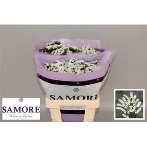 Limon S Silver Sun Birds White