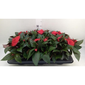 Impatiens NG 'Tamarinda Dark Red'