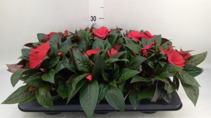 <h4>Impatiens NG 'Tamarinda Dark Red'</h4>