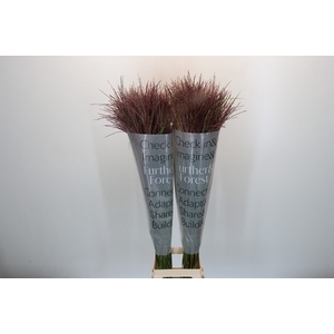 Miscanthus Rotfeder