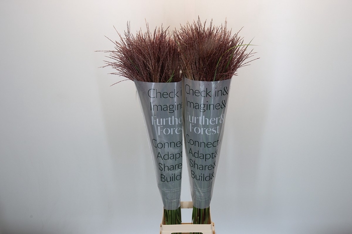 <h4>Miscanthus Rotfeder</h4>