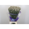 Limonium sinensis White Diamond
