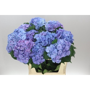 Hyd Elbtal Blue