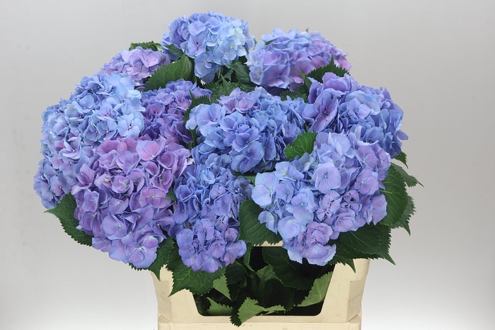 <h4>Hyd Elbtal Blue</h4>