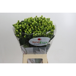 Hypericum Green Power