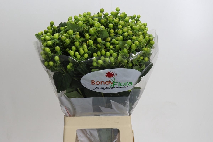 <h4>Hypericum Green Power</h4>