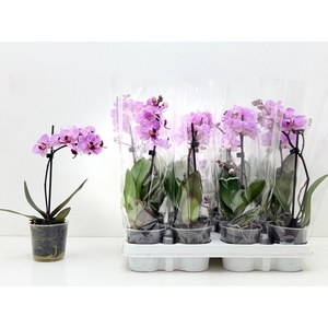 PHAL MIXK