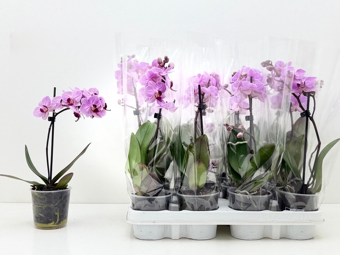 <h4>PHAL MIXK</h4>