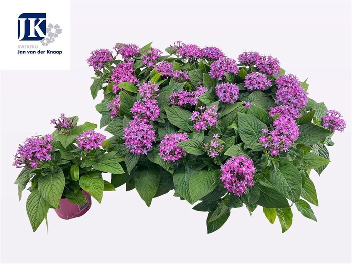 <h4>Pentas lanceolata 'Graffiti Violet'</h4>