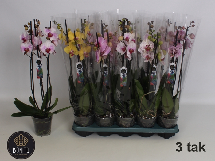 <h4>PHAL GEM 5 KL</h4>
