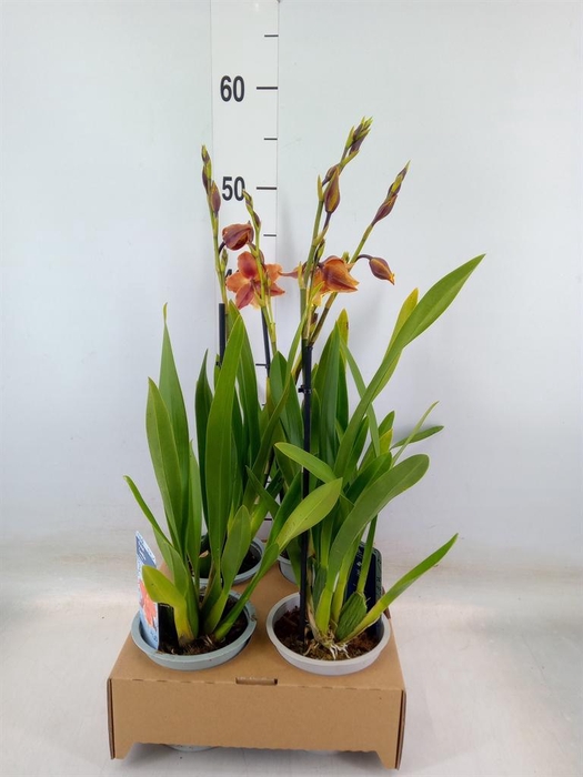 <h4>xColmanara   ...</h4>