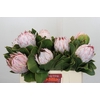 Protea Cynaroides